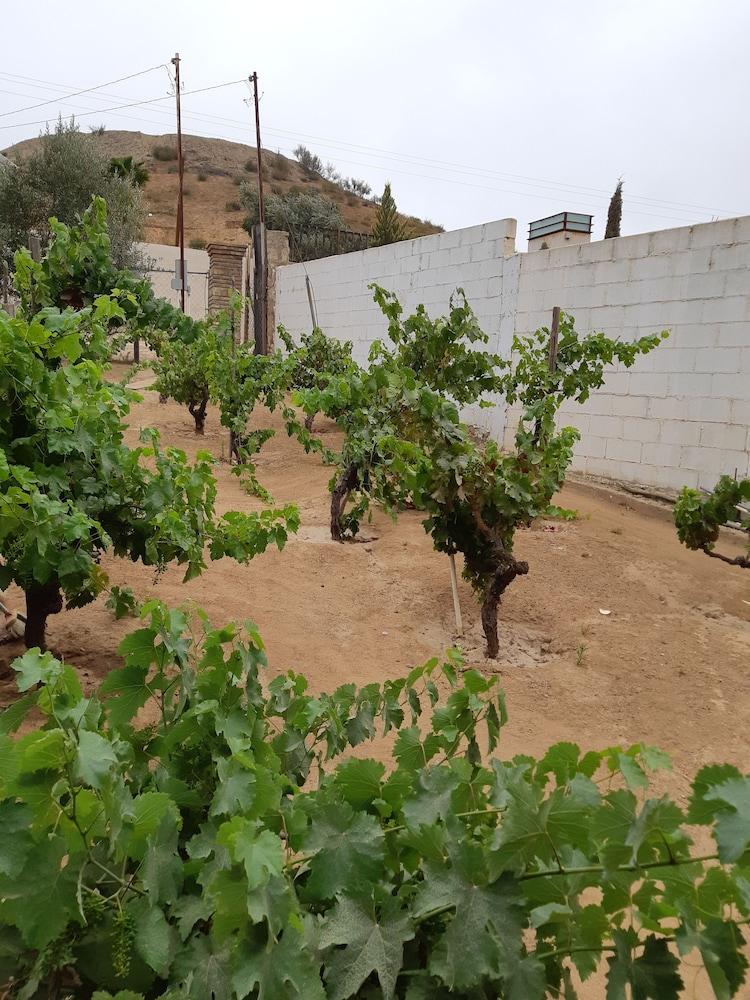 Hotel Meson Del Vino Valle de Guadalupe Ngoại thất bức ảnh