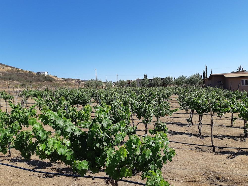 Hotel Meson Del Vino Valle de Guadalupe Ngoại thất bức ảnh